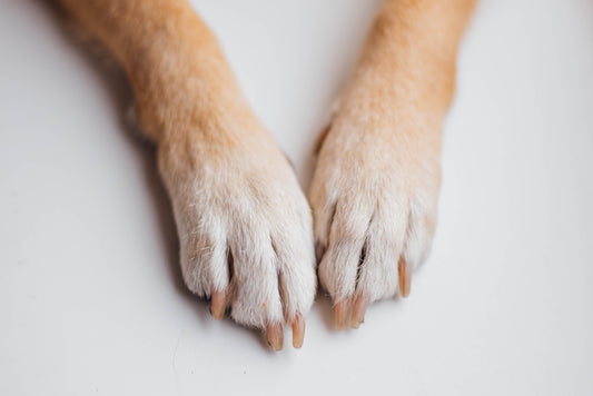 image-of-dog-paws