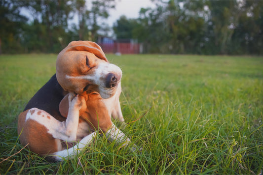 image-of-dog-scratching-ear