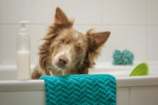 image-of-dog-in-bathtub