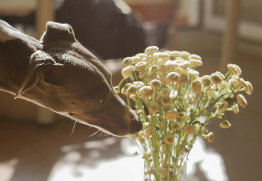 image-of-dog-sniffing-flowers