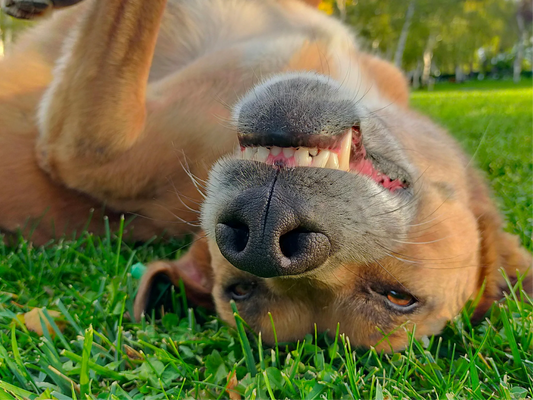 image-of-dog-on-back-showing-teeth