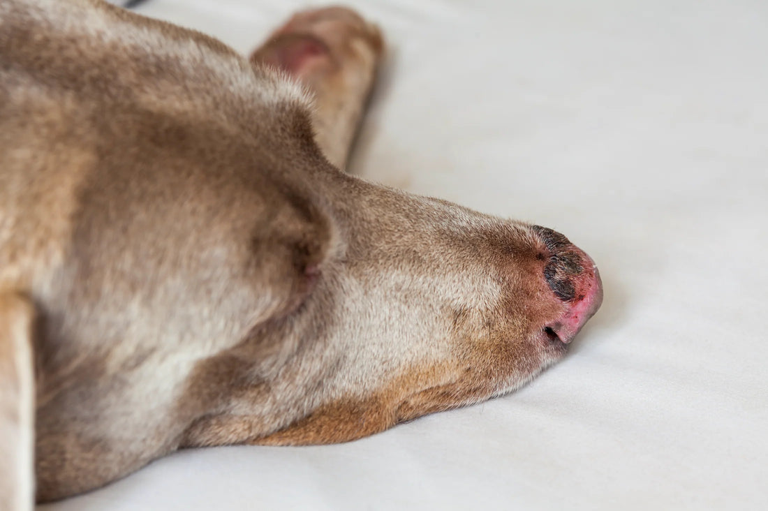 image-of-dog-with-sunburn-on-nose