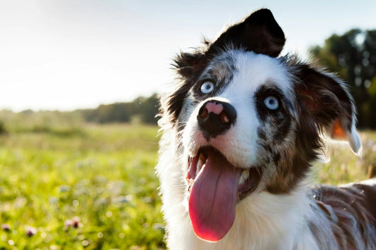 image-of-dog-with-tongue-out-in-a-field