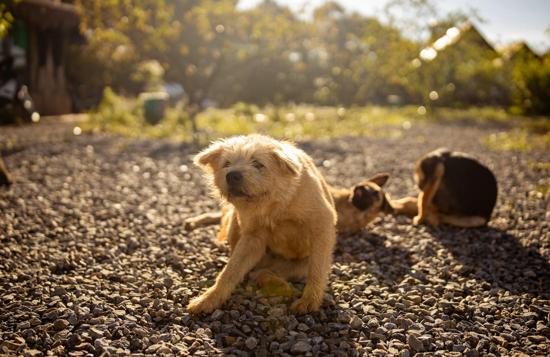 image-of-dog-scratching-itself-outside