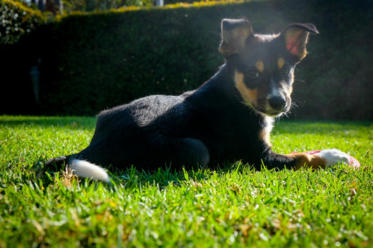 image-of-puppy-laying-in-grass