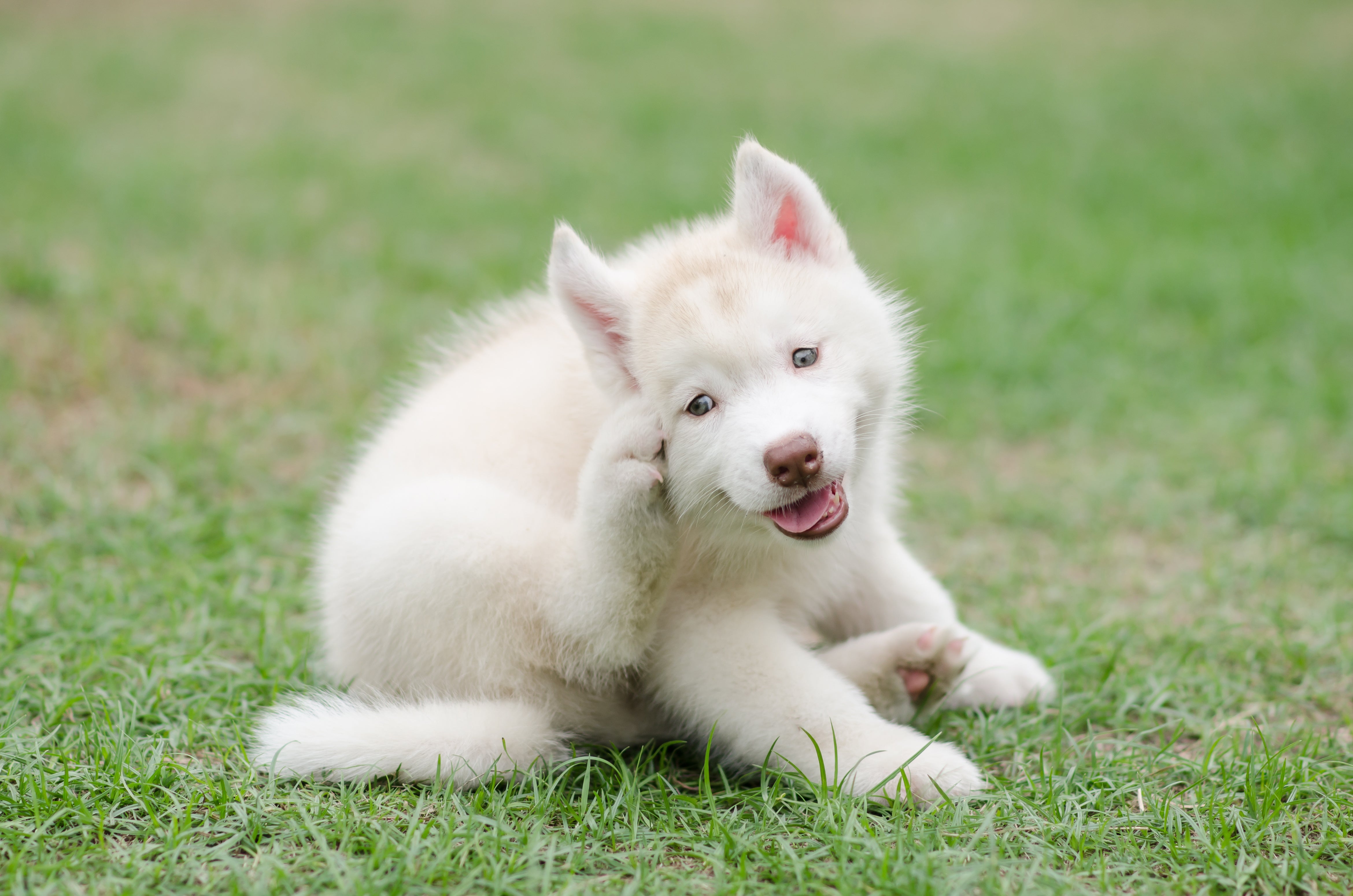 image-of-puppy-scratching