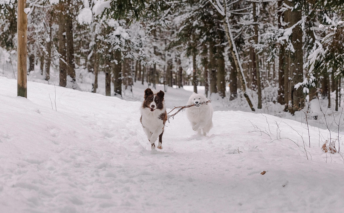 image-of-two-dogs-running-in-snow