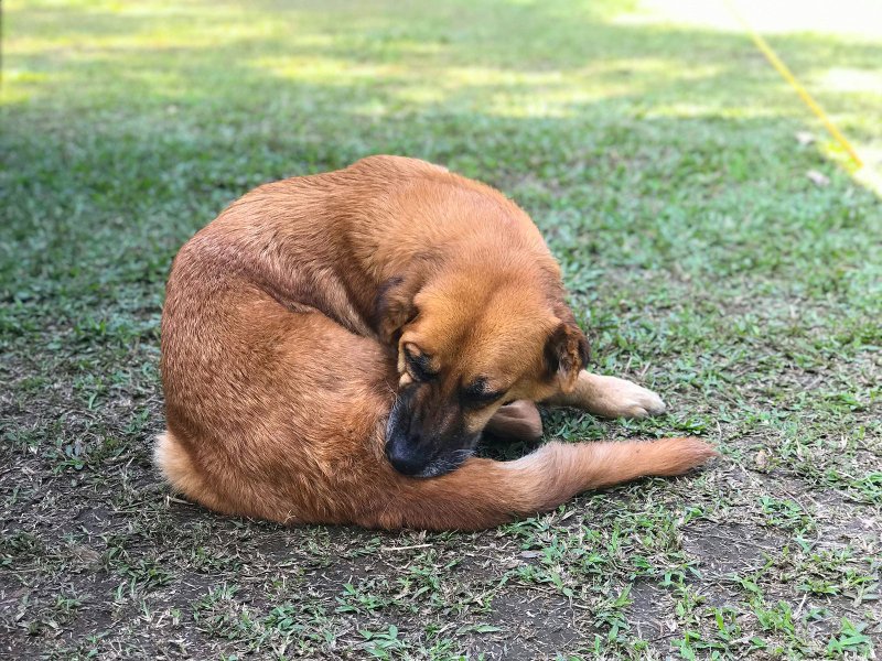 Ingredients That Help Itchy Dog Skin - Welltayl