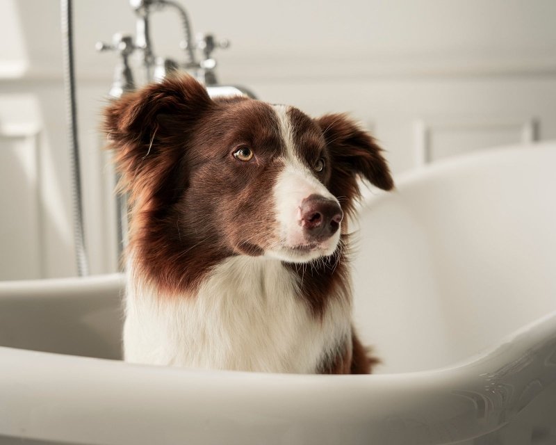 Ingredients to Avoid in Dog Shampoo (and What to Look For Instead) - Welltayl