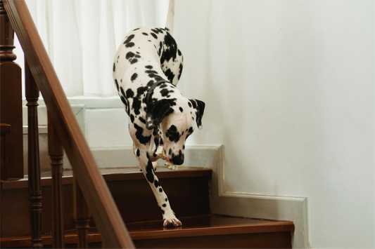 image-of-dalmation-walking-down-steps