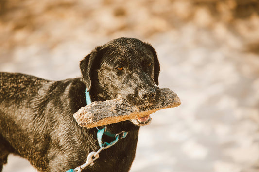 image-of-dog-on-beach-with-stick-in-its-mouth