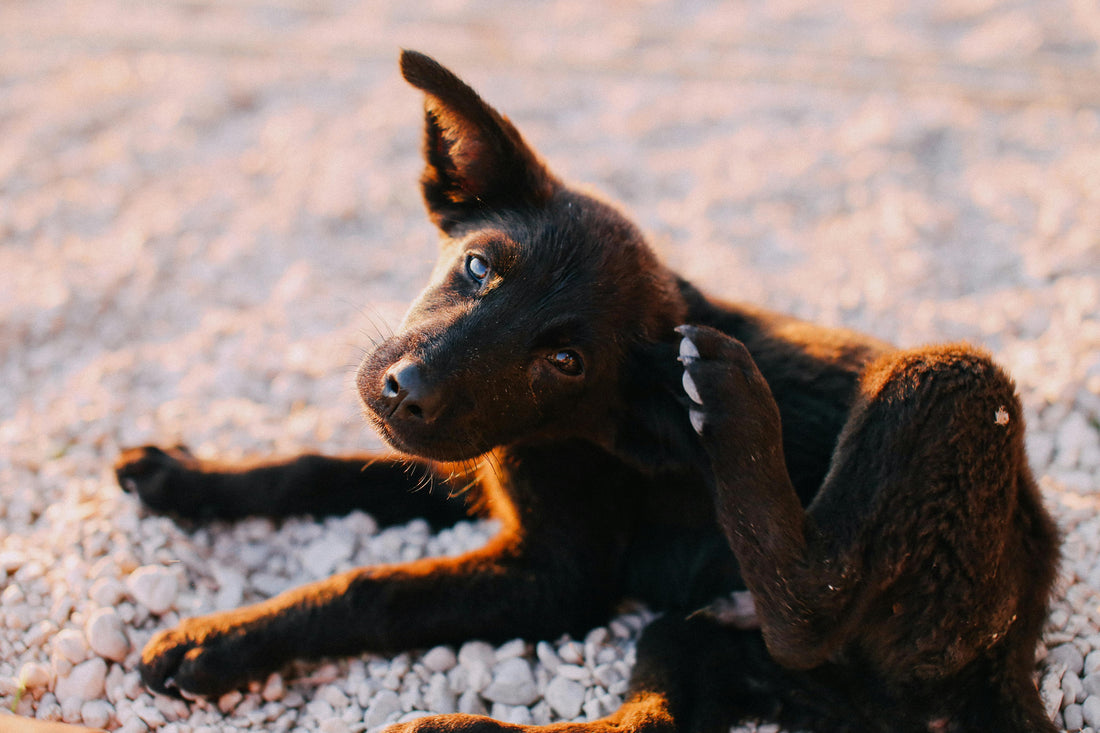 picture-of-dog-scratching-itself