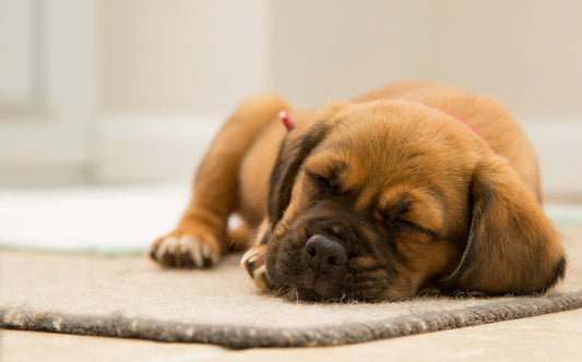 image-of-dog-sleeping-on-floor