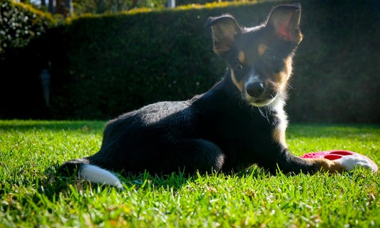 picture-of-dog-sunbathing-in-grass