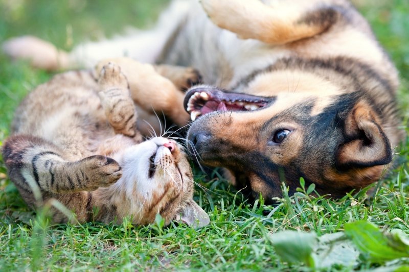 Skin Barrier Function Explained: Why It Matters for Healthy Dog & Cat Skin - Welltayl