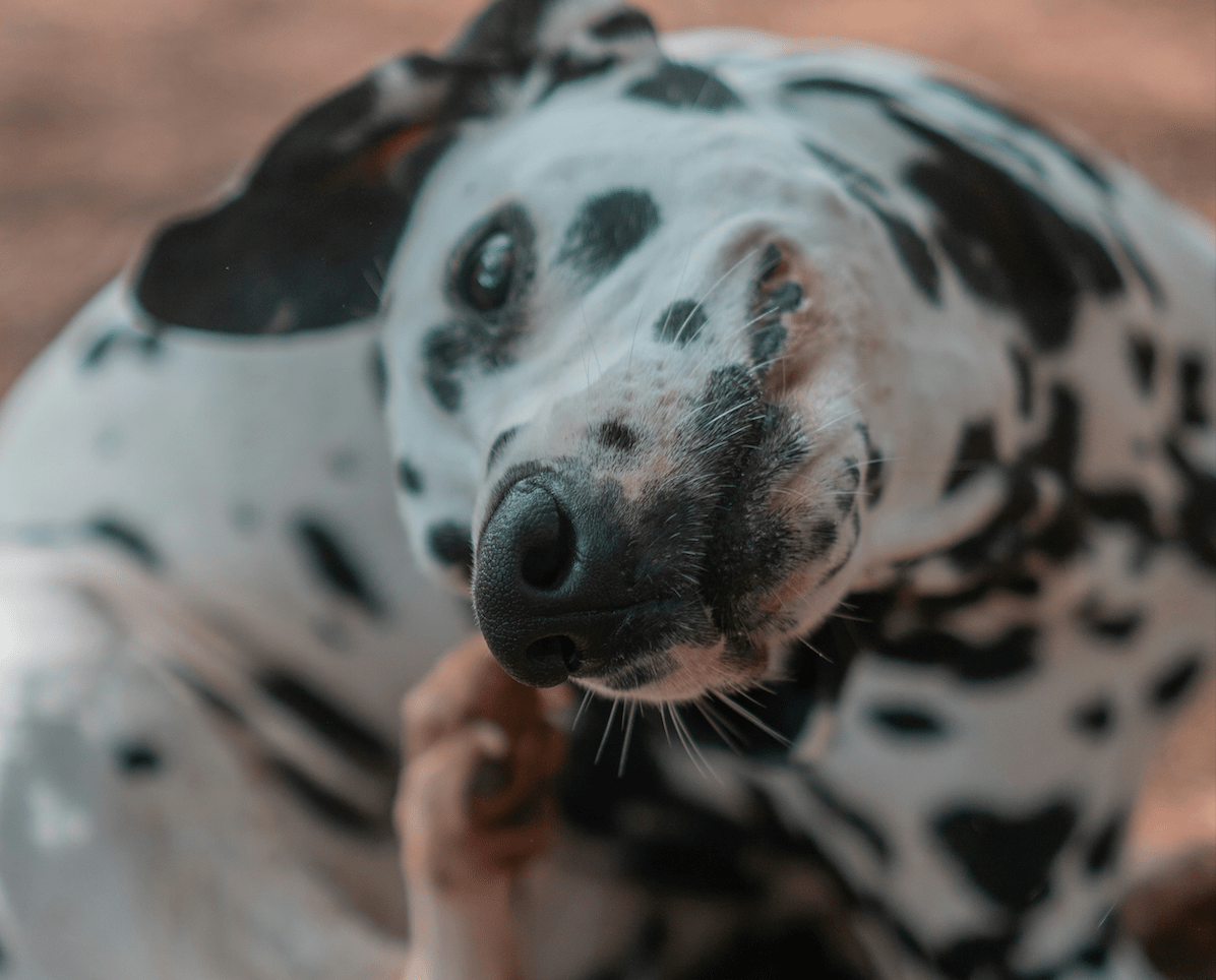 Understanding Common Dog Skin Problems & Symptoms - Welltayl