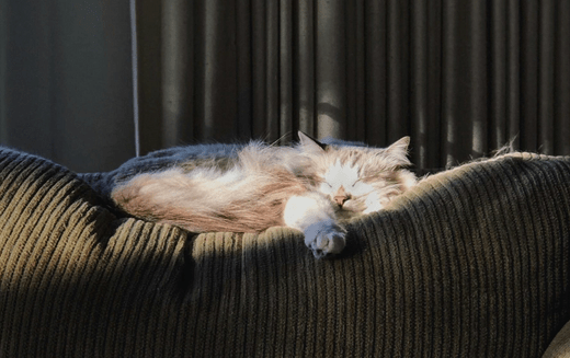Understanding the Cat Sleep Cycle: Patterns, Health Signs, and Tips for Owners - Welltayl
