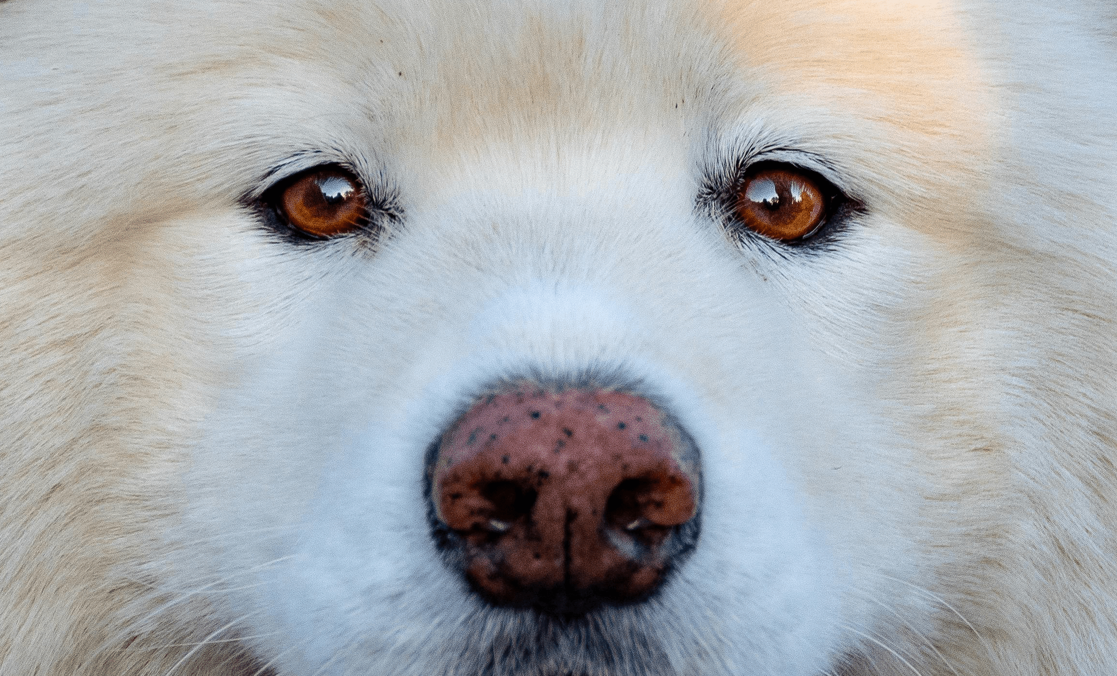What Do Dogs See? Understanding Dog Vision and Color Perception - Welltayl