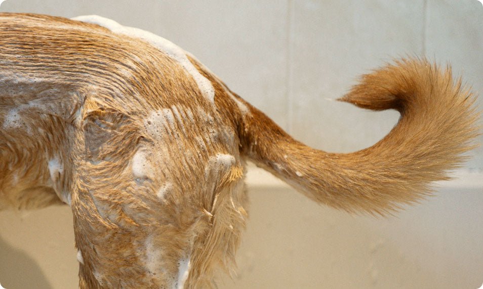 What Shampoo is Good for Dogs? - Welltayl