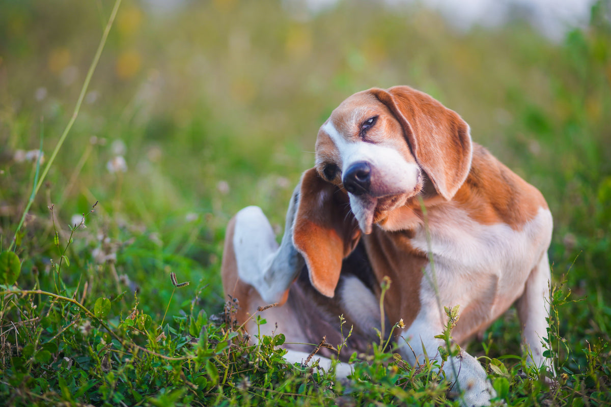 Recurring Itchy Skin in Dogs: Why It Keeps Coming Back