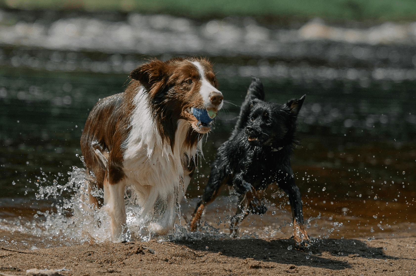 Why Dog Skin pH Balance Matters for Healthy Skin - Welltayl
