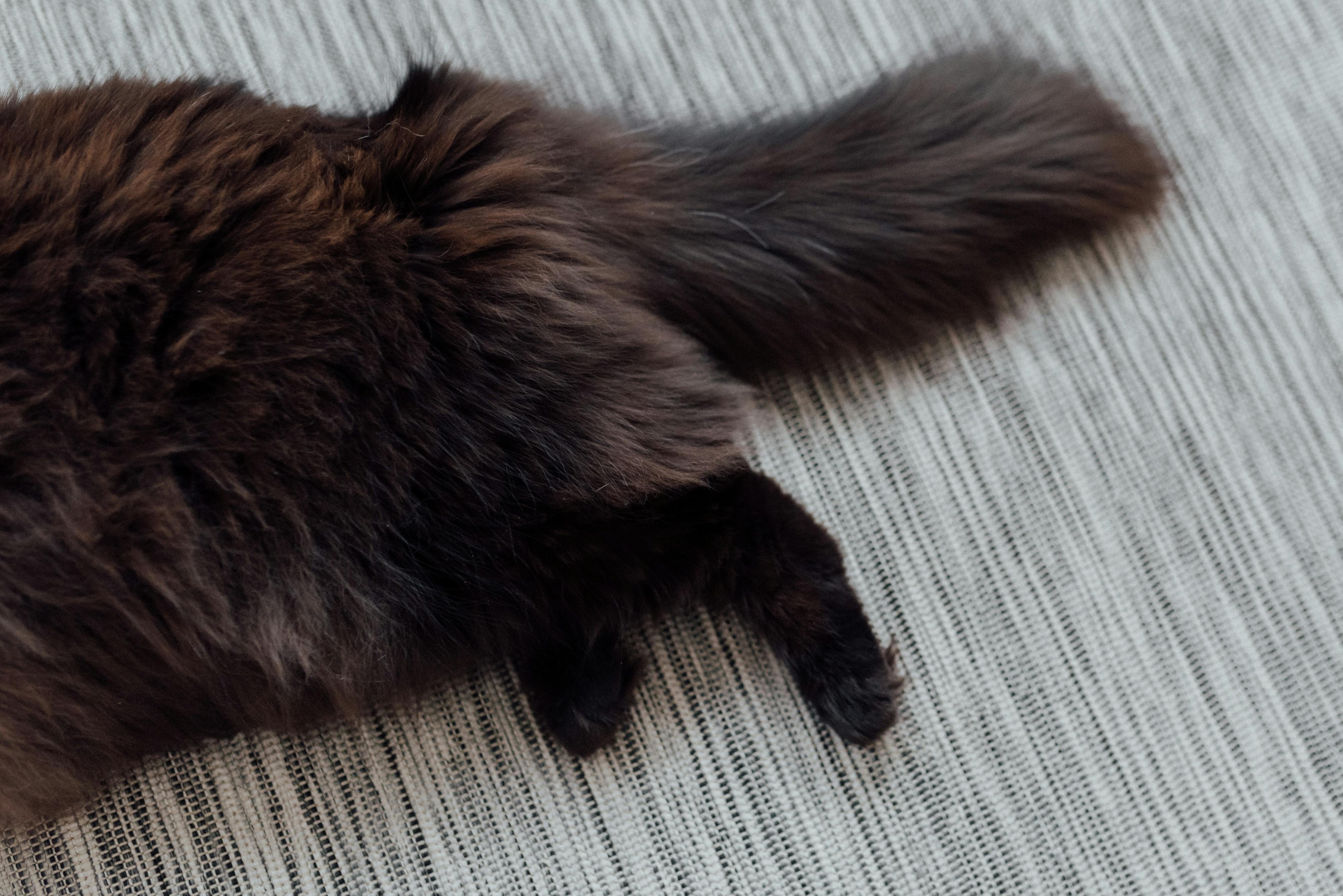 Why Is My Cat Shedding in Winter? Causes, Tips, and When to See a Vet - Welltayl