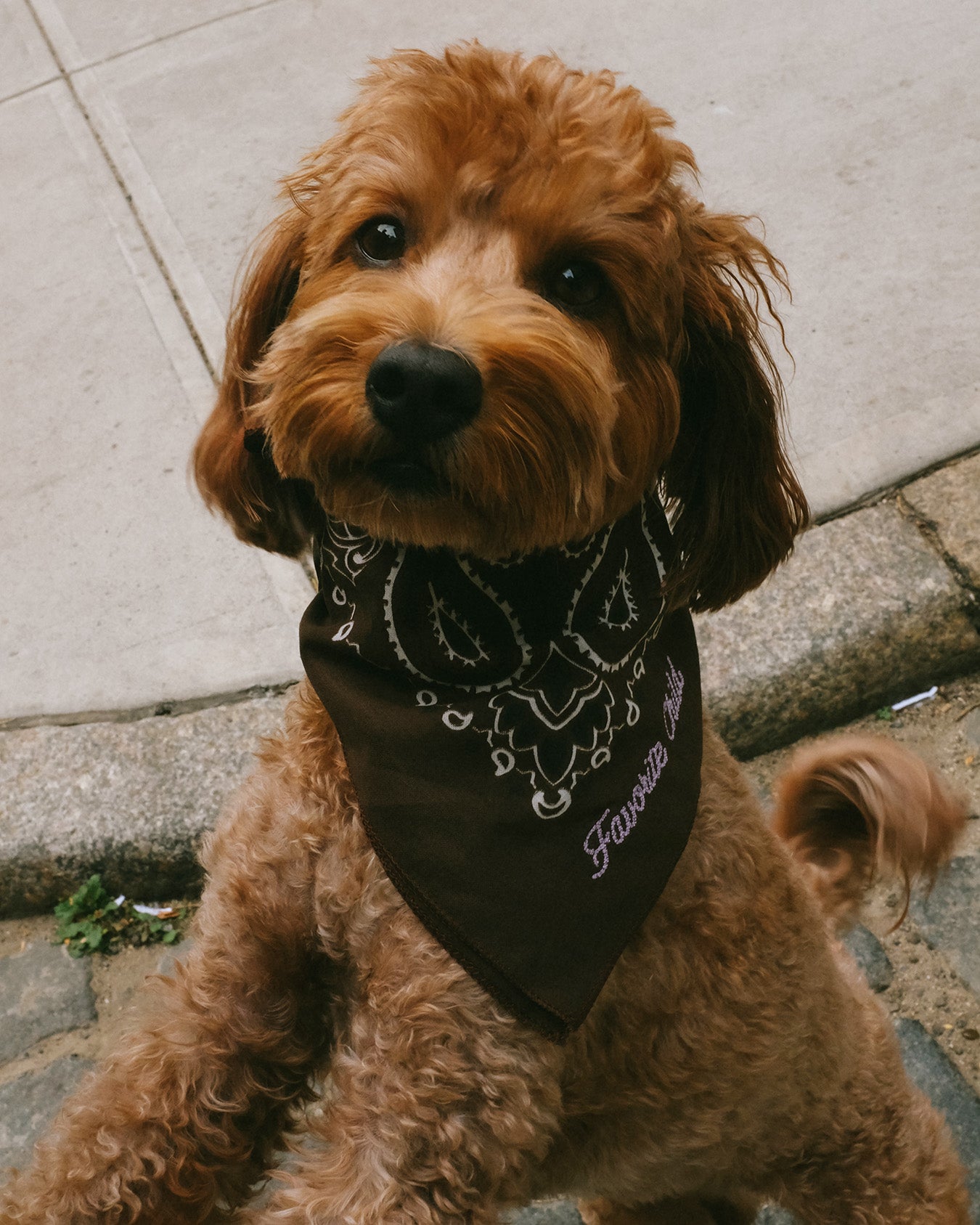 "Favorite Child" Pet Bandana