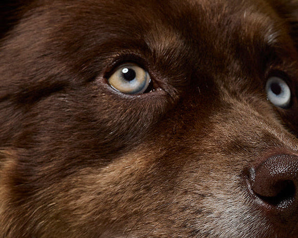 Brown dog with blue eyes looking to the side on a beige background