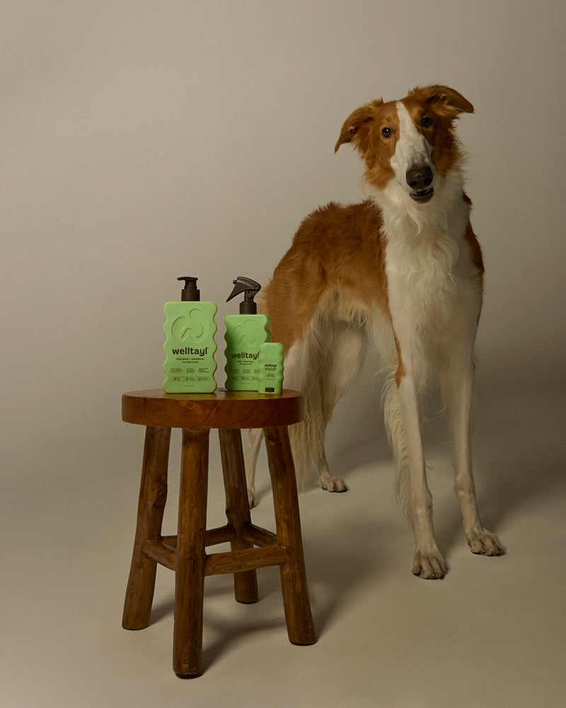 Dog standing next to a wooden stool with pet care products on a neutral background