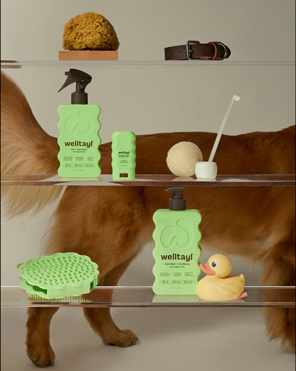 Dog grooming products including bottles, brush, and toys on glass shelves with a dog in the background.