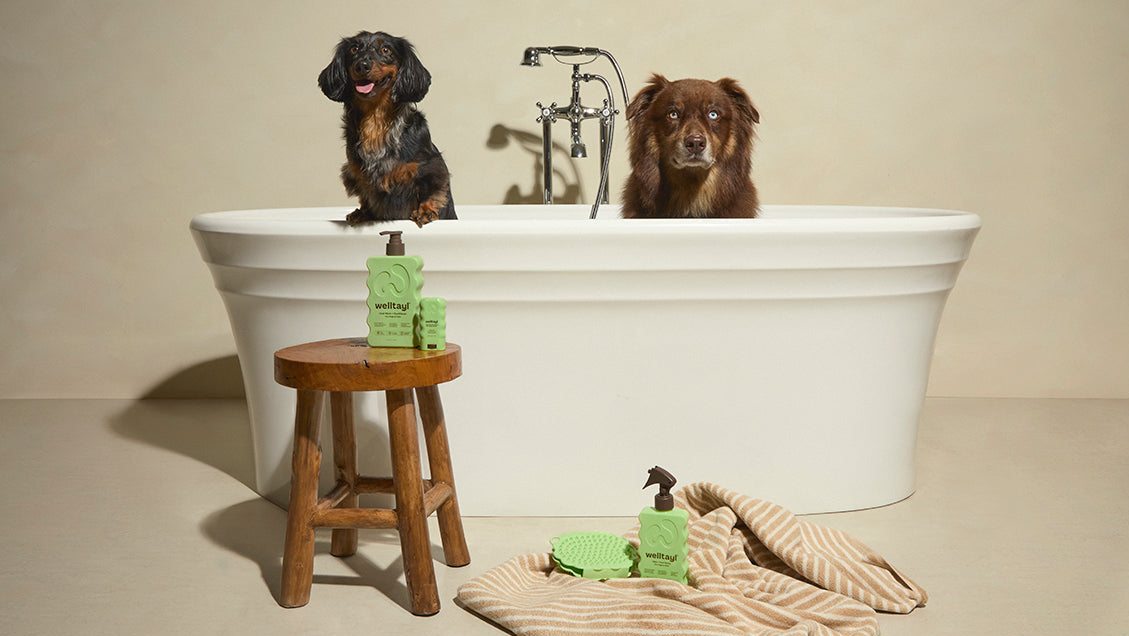 Two dogs in a white bathtub with a wooden stool and bath products on a beige background