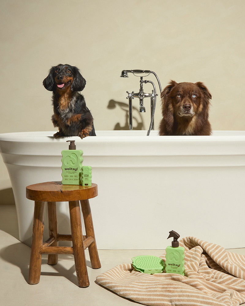 Two dogs in a bathtub with a wooden stool and bath products on a beige background