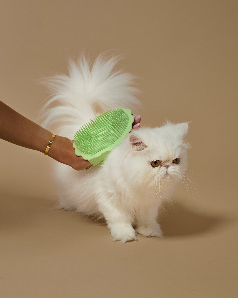 Person grooming a white cat with a green brush on a beige background